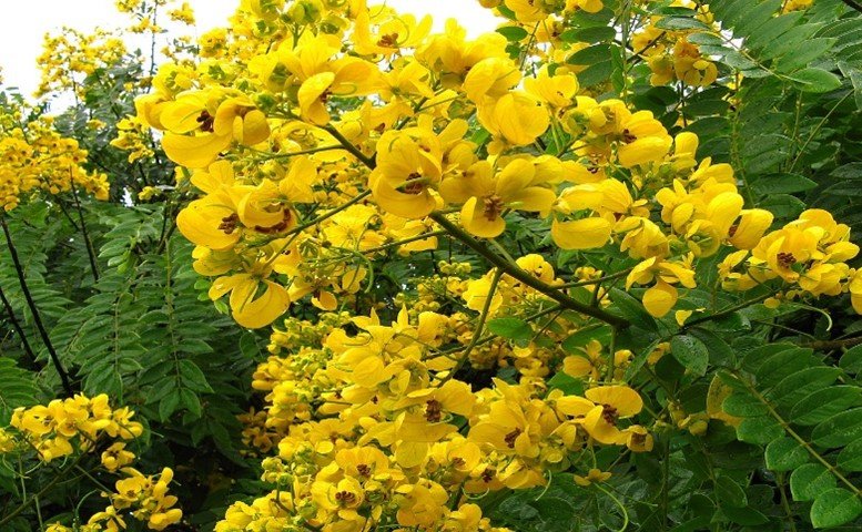 Senna spectabilis in Tamil Nadu